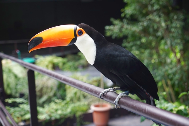 カワスイ 川崎⽔族館 写真6