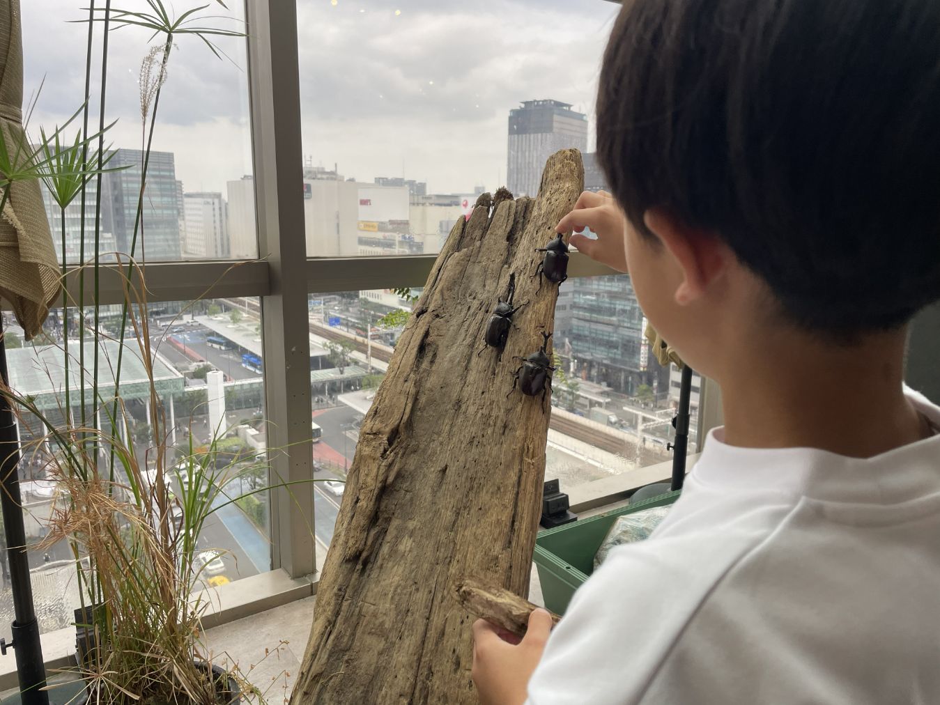 人気の昆虫とふれあえる「カブトムシふれあいパーク」 人気の昆虫とふれあえる「カブトムシふれあいパーク」