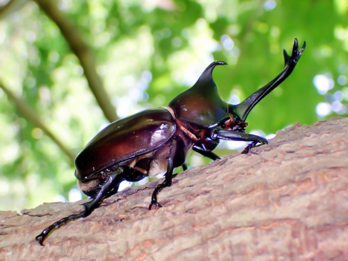 人気の昆虫とふれあえる「カブトムシふれあいパーク」 人気の昆虫とふれあえる「カブトムシふれあいパーク」