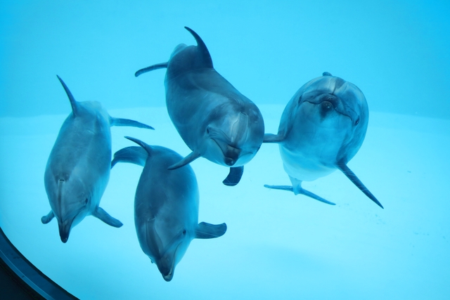 名古屋港水族館 写真4