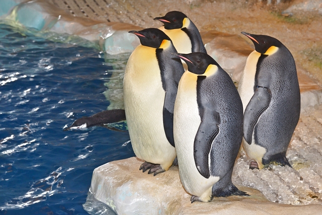 名古屋港水族館 写真6