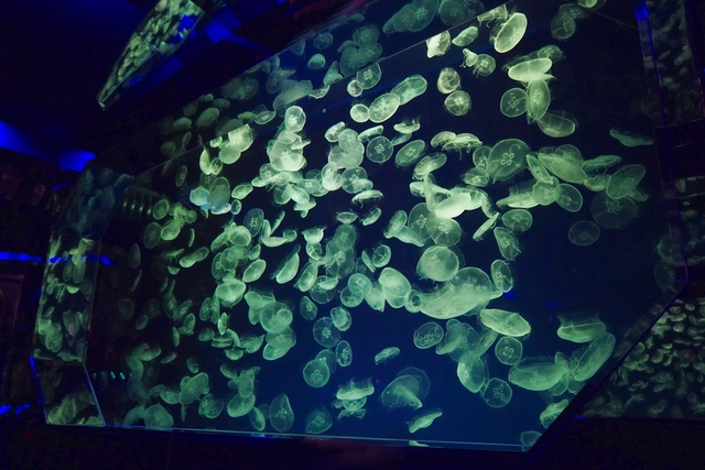 名古屋港水族館 写真8