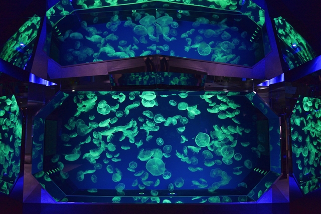 名古屋港水族館 写真7