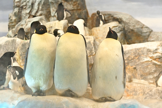 名古屋港水族館 写真5