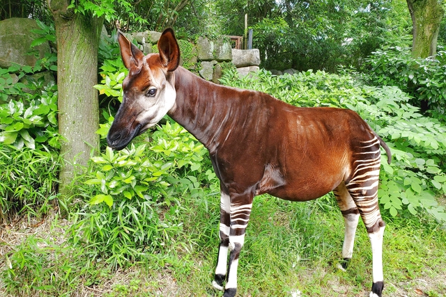 横浜市立金沢動物園 写真5