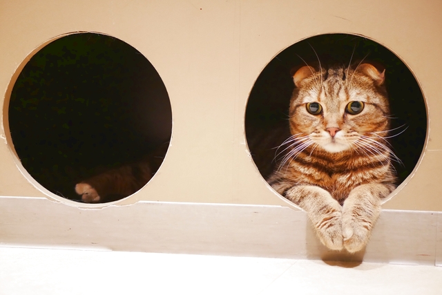 Moff animal world MARK IS みなとみらい店 写真2