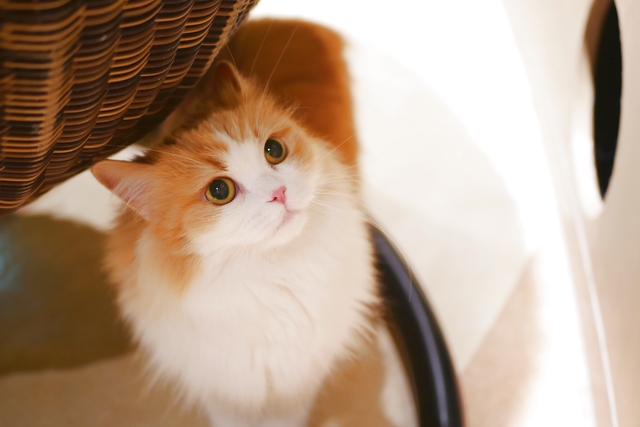 Moff animal world MARK IS みなとみらい店 写真7