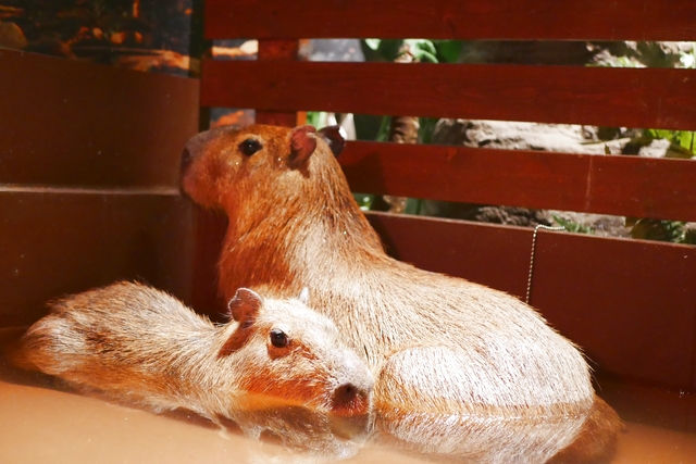 Moff animal world MARK IS みなとみらい店 写真5