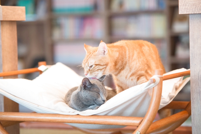 超特割!【平日・20%割引】猫カフェモカ 池袋東口 入場チケット(ドリンクバー・猫ちゃん用おやつ) 超特割!【平日・20%割引】猫カフェモカ 池袋東口 入場チケット(ドリンクバー・猫ちゃん用おやつ)