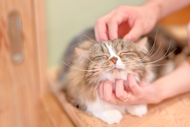 超特割!【平日・20%割引】猫カフェモカ 秋葉原店 入場チケット(ドリンクバー・猫ちゃんのおやつ) 超特割!【平日・20%割引】猫カフェモカ 秋葉原店 入場チケット(ドリンクバー・猫ちゃんのおやつ)