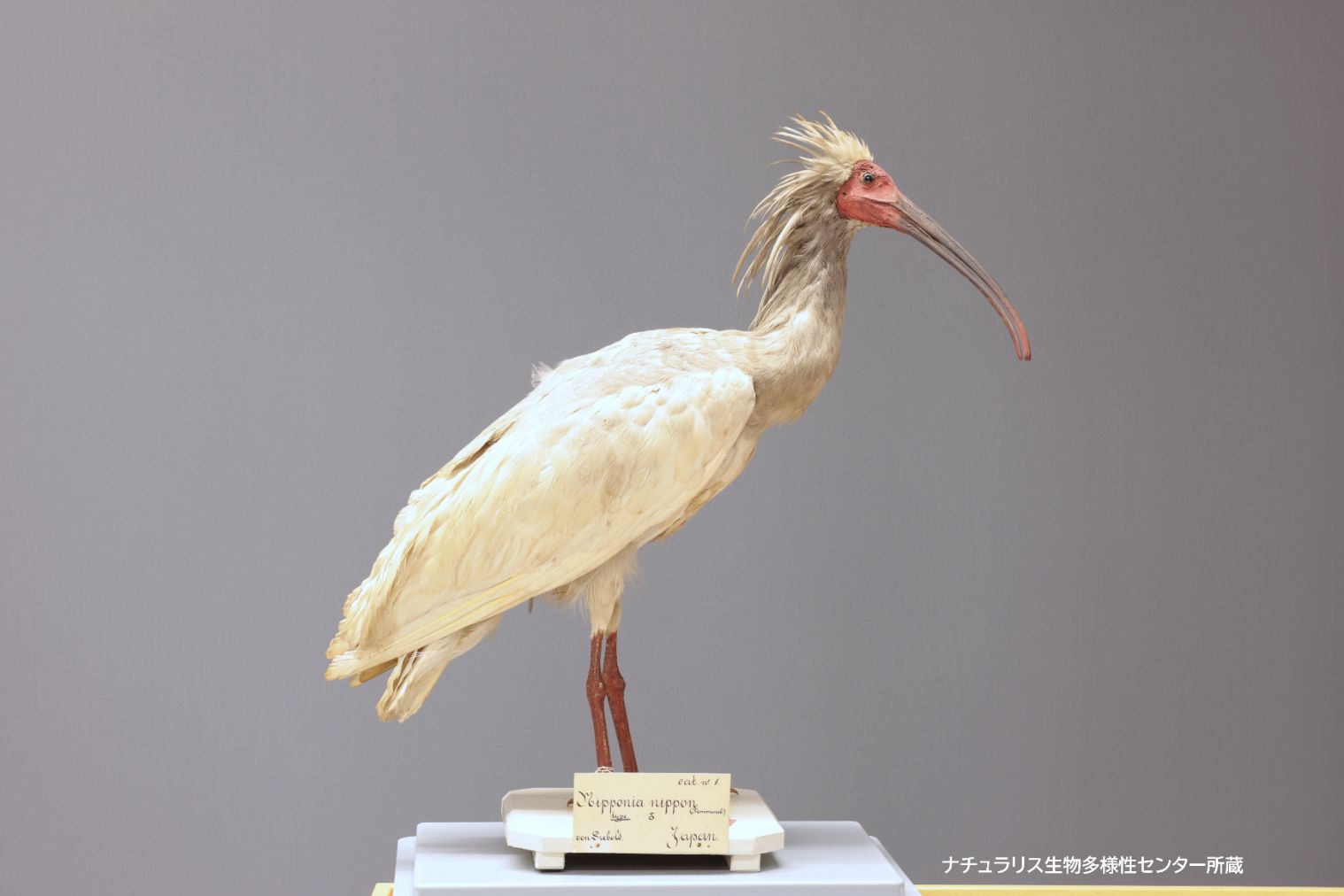 【7月18日~11月23日開催】滋賀県立琵琶湖博物館 電子前売り常設展示+企画展示観覧チケット 【7月18日~11月23日開催】滋賀県立琵琶湖博物館 電子前売り常設展示+企画展示観覧チケット