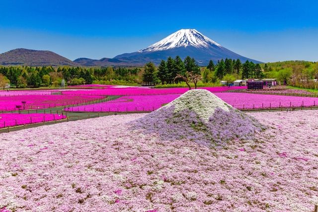 Baccaratさま専用彩りは鮮やかにマット紙の優しい●桜色富士山がんどうあつし Baccaratさま専用彩りは鮮やかにマット紙の優しい○桜色富士山が