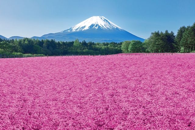 富士本栖湖リゾート 1枚目