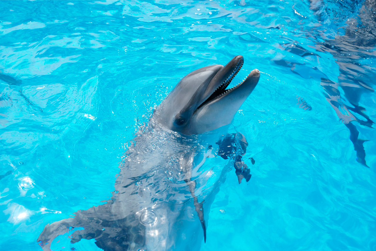 九十九島周遊チケット(2点セット)(動植物園+水族館) 九十九島周遊チケット(2点セット)(動植物園+水族館)
