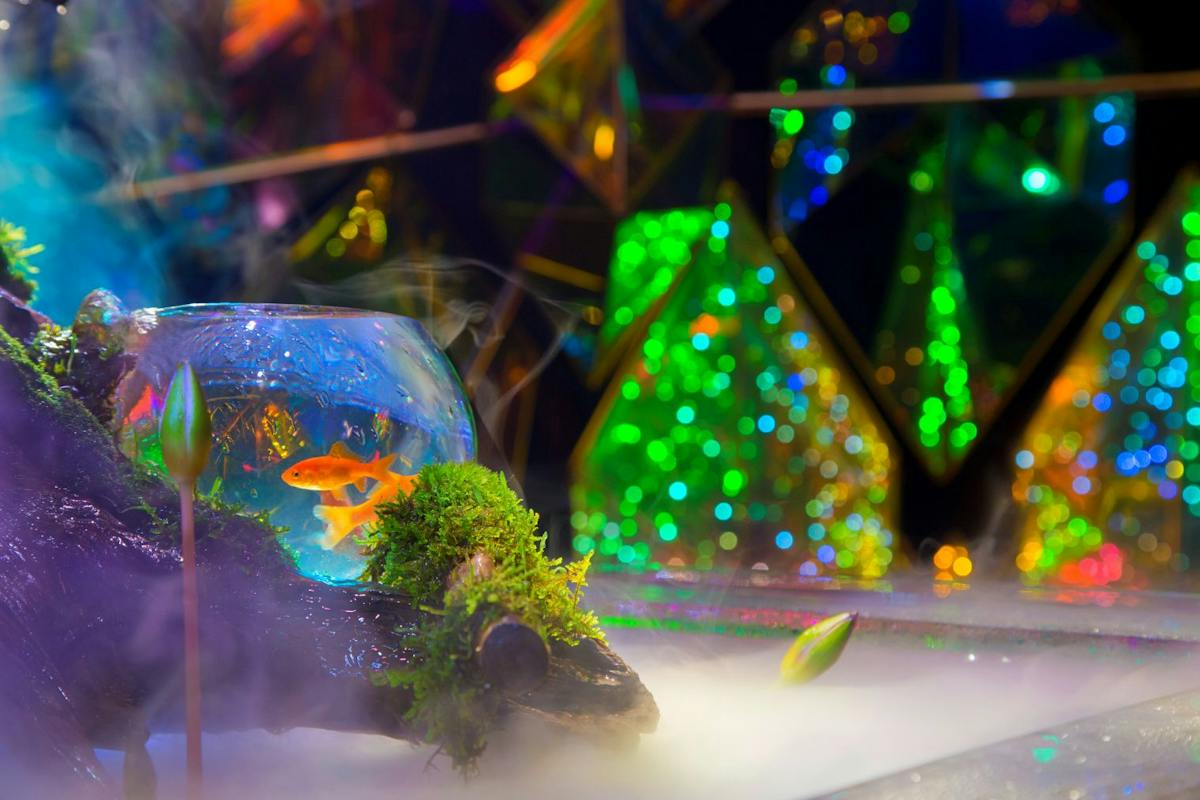 【金魚すくい体験付き】KINGYO MUSEUM入場チケット 【金魚すくい体験付き】KINGYO MUSEUM入場チケット
