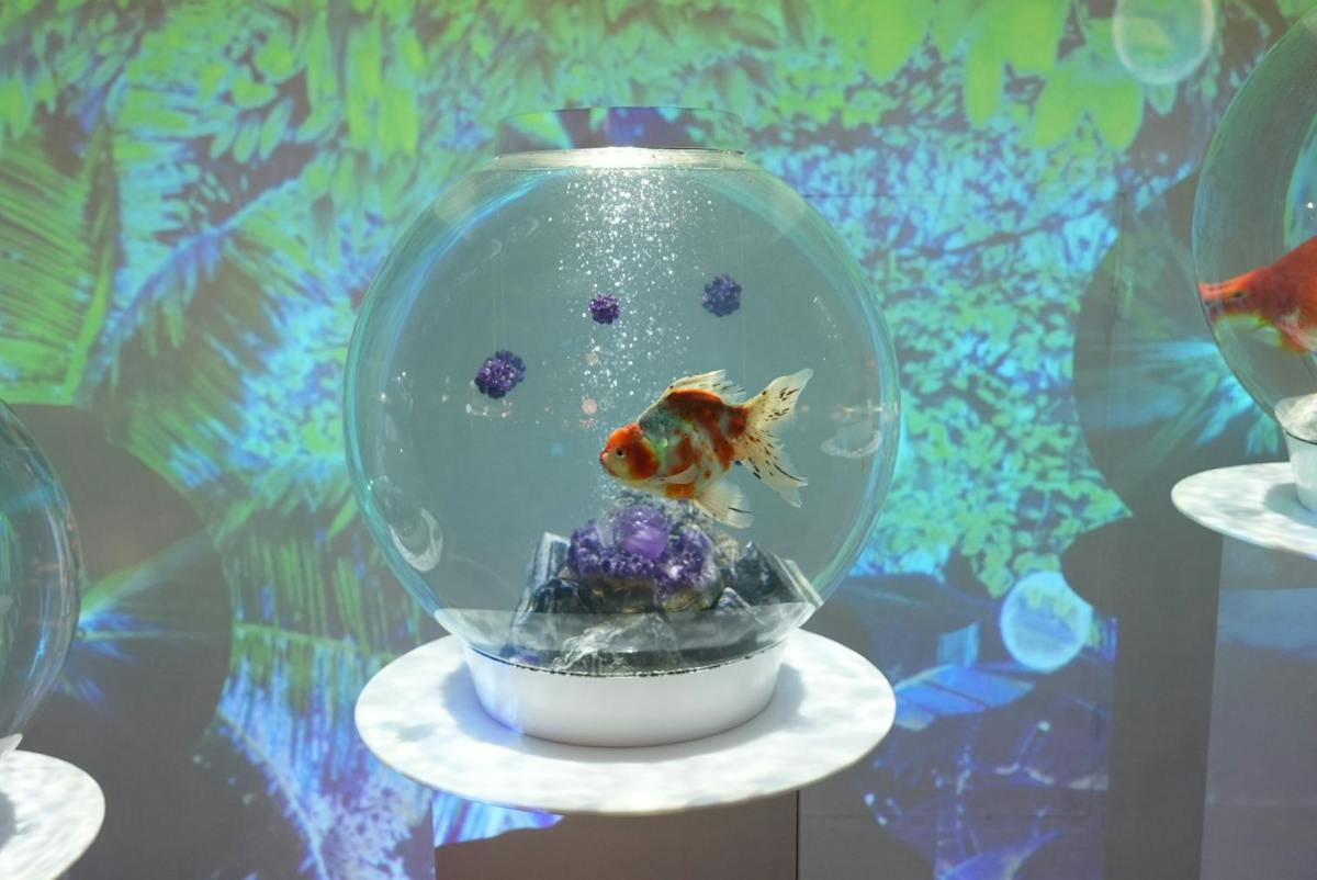 【金魚すくい体験付き】KINGYO MUSEUM入場チケット 【金魚すくい体験付き】KINGYO MUSEUM入場チケット