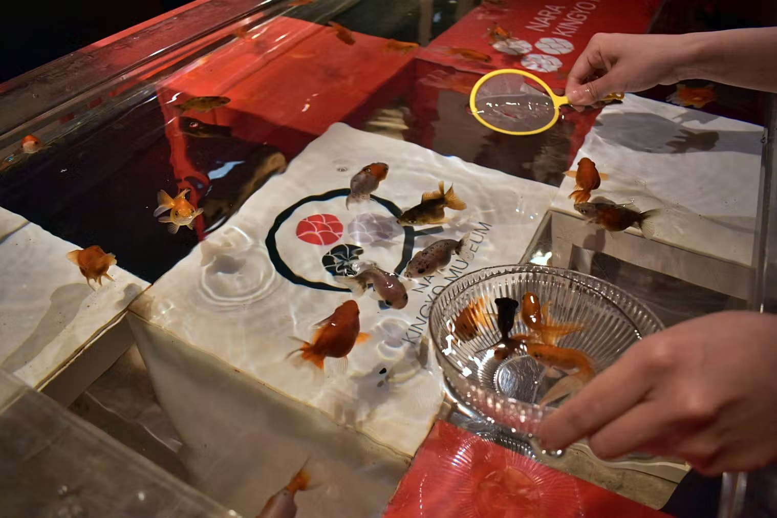 【金魚すくい体験付き】KINGYO MUSEUM入場チケット 【金魚すくい体験付き】KINGYO MUSEUM入場チケット