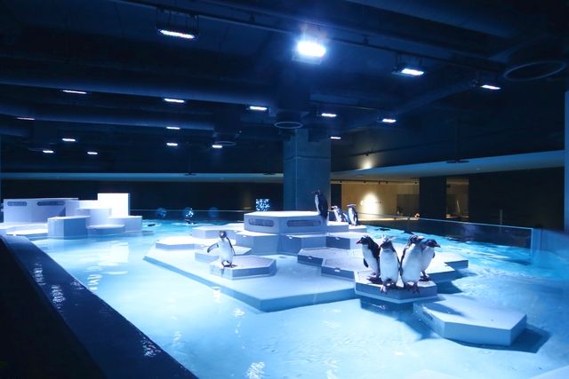 【ペアチケット】PINGU™×AOAO SAPPORO SWEET AQUARIUM 入館券 【ペアチケット】PINGU™×AOAO SAPPORO SWEET AQUARIUM 入館券