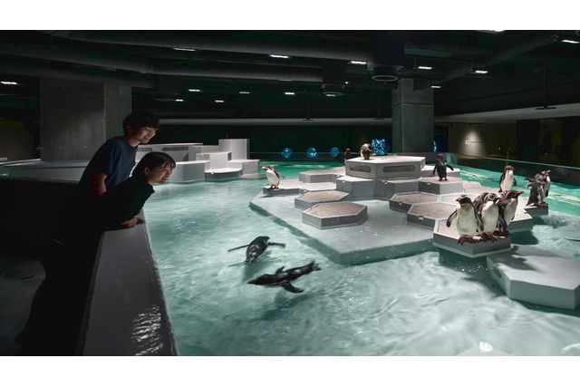 【ペアチケット】PINGU™×AOAO SAPPORO SWEET AQUARIUM 入館券 【ペアチケット】PINGU™×AOAO SAPPORO SWEET AQUARIUM 入館券