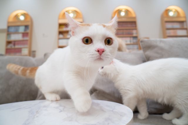 超特割!【最大21%割引】猫カフェモカ イオンモール甲府昭和 入場(ドリンクバー・猫ちゃん用おやつ) 超特割!【最大21%割引】猫カフェモカ イオンモール甲府昭和 入場(ドリンクバー・猫ちゃん用おやつ)