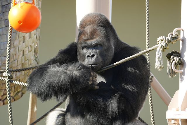 【1月分】東山動植物園観覧券(電子チケット) 【1月分】東山動植物園観覧券(電子チケット)