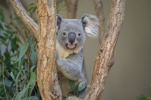 【1月分】東山動植物園・スカイタワー共通券(電子チケット) 【1月分】東山動植物園・スカイタワー共通券(電子チケット)