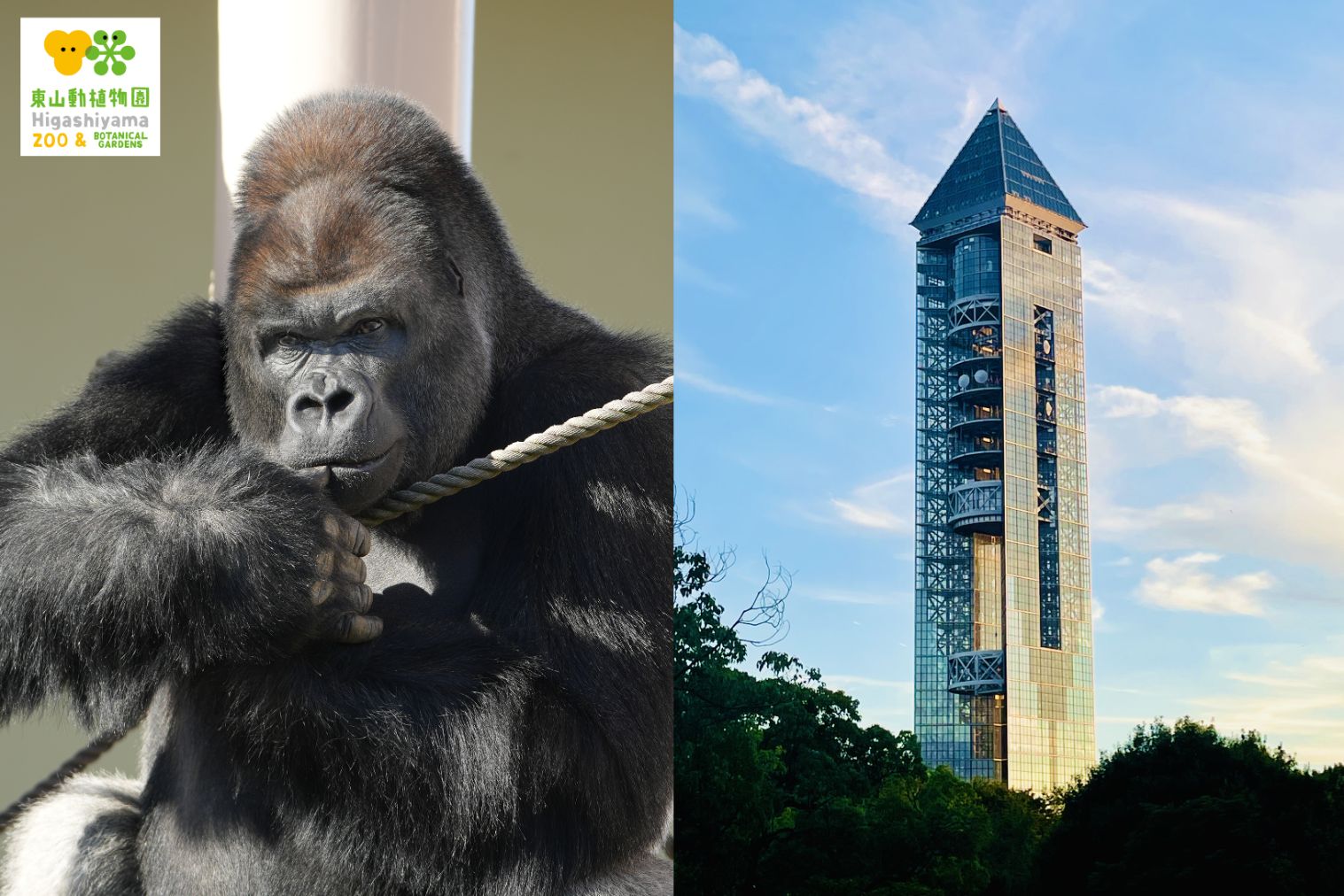 【8月分】東山動植物園・スカイタワー共通券(電子チケット) 【8月分】東山動植物園・スカイタワー共通券(電子チケット)
