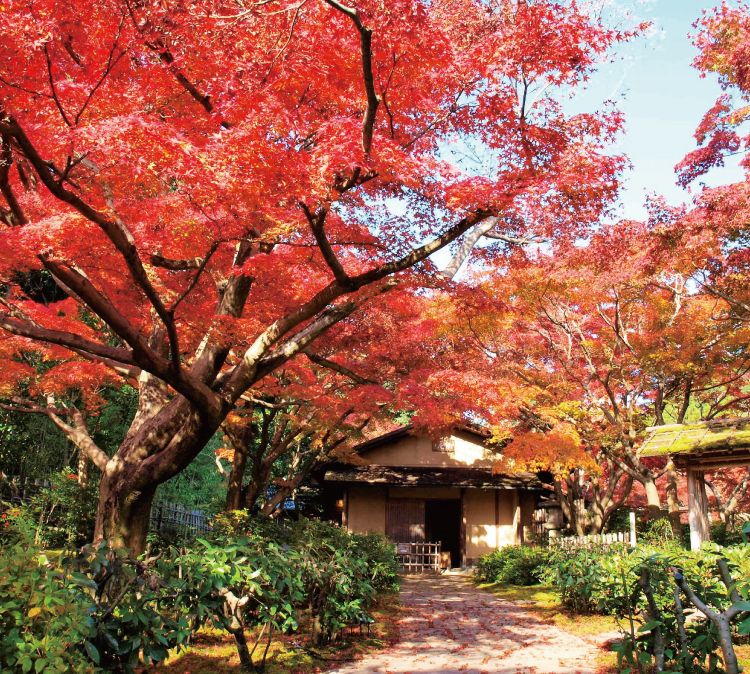 【前売チケット】万博記念公園 自然文化園・日本庭園共通チケット 【前売チケット】万博記念公園 自然文化園・日本庭園共通チケット