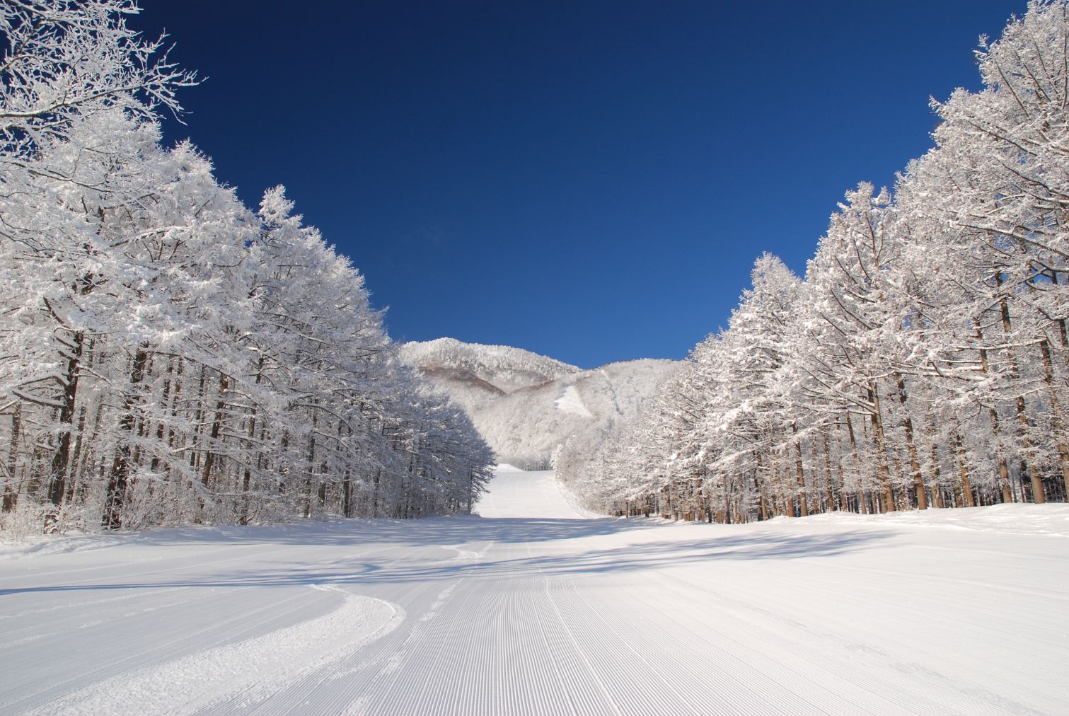 超特割!【土日祝・年末年始】愛犬と一緒に遊べる「黒姫高原スノーパーク」オールエリア1dayチケット 超特割!【土日祝・年末年始】愛犬と一緒に遊べる「黒姫高原スノーパーク」オールエリア1dayチケット