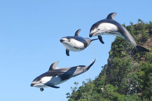 【2026年4月1日以降にご来館の方】太地町立くじらの博物館 前売りWEBチケット 【2026年4月1日以降にご来館の方】太地町立くじらの博物館 前売りWEBチケット