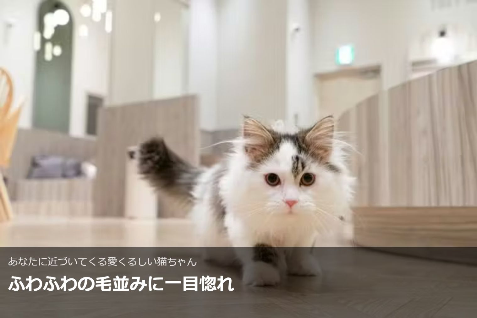 超特割!【20%割引】猫カフェモカ イオンモール高崎店 入場チケット(ドリンクバー・猫のおやつ) 超特割!【20%割引】猫カフェモカ イオンモール高崎店 入場チケット(ドリンクバー・猫のおやつ)