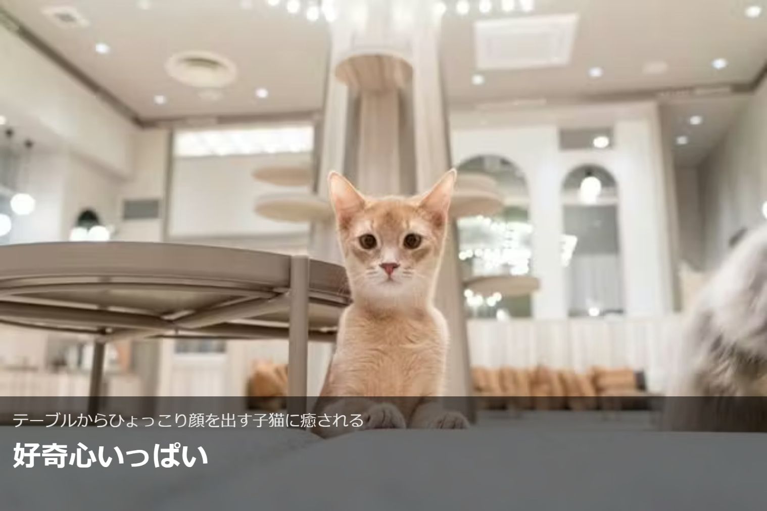 超特割!【20%割引】猫カフェモカ イオンモール高崎店 入場チケット(ドリンクバー・猫のおやつ) 超特割!【20%割引】猫カフェモカ イオンモール高崎店 入場チケット(ドリンクバー・猫のおやつ)