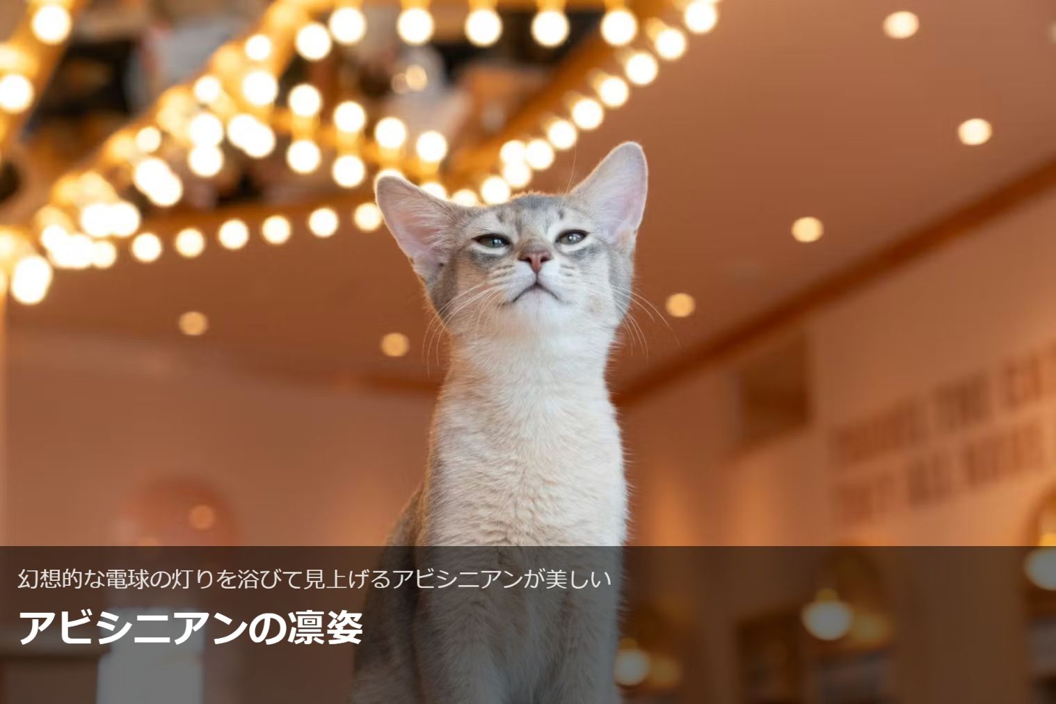 超特割!【20%割引】猫カフェモカ イオンモール太田店 入場チケット(ドリンクバー・猫のおやつ) 超特割!【20%割引】猫カフェモカ イオンモール太田店 入場チケット(ドリンクバー・猫のおやつ)