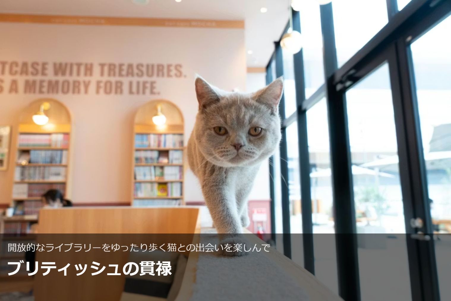 超特割!【20%割引】猫カフェモカ イオンモール太田店 入場チケット(ドリンクバー・猫のおやつ) 超特割!【20%割引】猫カフェモカ イオンモール太田店 入場チケット(ドリンクバー・猫のおやつ)