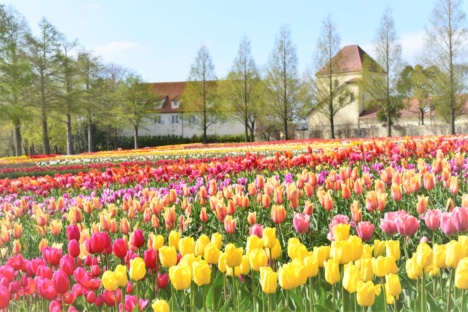 滋賀農業公園ブルーメの丘 3枚目
