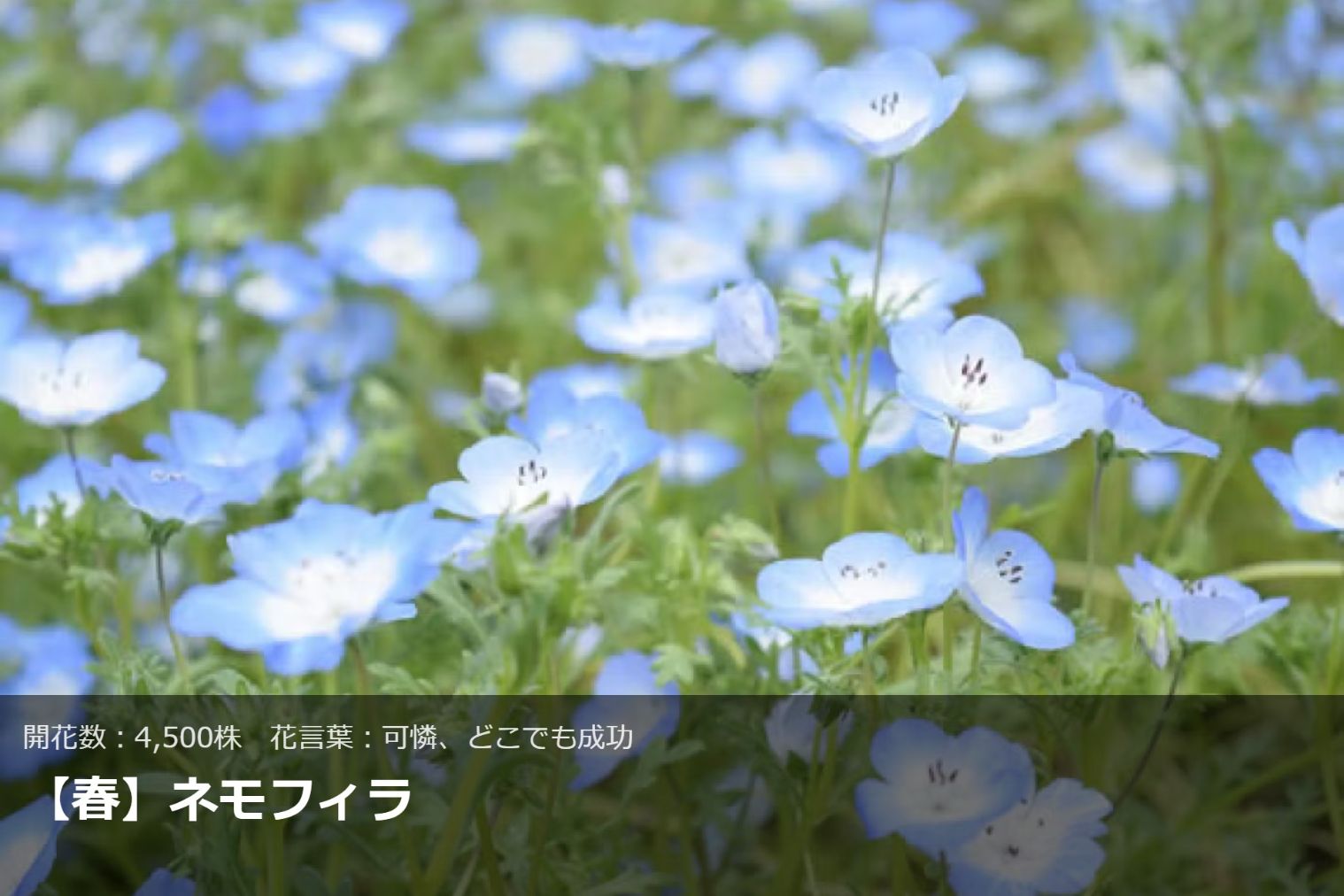 【10%割引】愛犬と一緒に楽しめる!四季折々の花やアトラクション体験 ブルーメの丘 入園チケット 【10%割引】愛犬と一緒に楽しめる!四季折々の花やアトラクション体験 ブルーメの丘 入園チケット