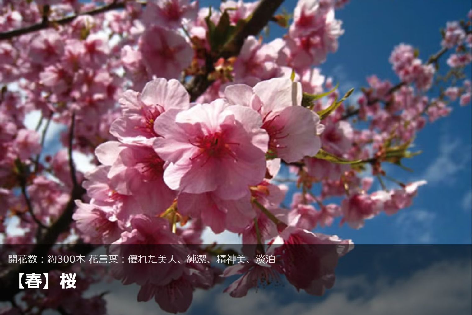 【大人ペア・11%割引】四季折々の花やアトラクション体験を楽しめる ブルーメの丘 入園チケット 【大人ペア・11%割引】四季折々の花やアトラクション体験を楽しめる ブルーメの丘 入園チケット