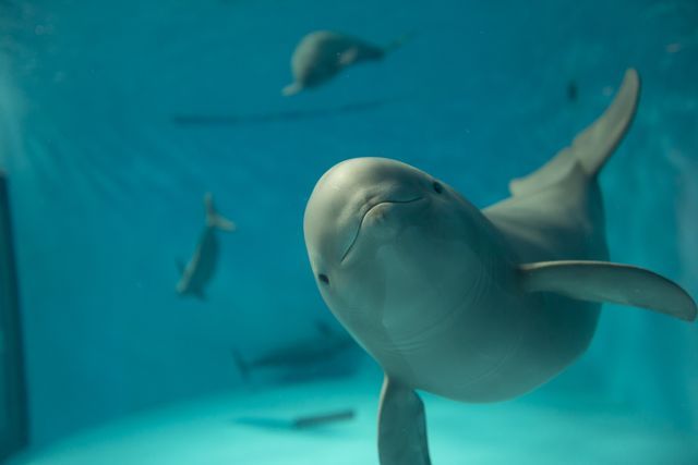 みやじマリン宮島水族館 電子前売り入館チケット みやじマリン宮島水族館 電子前売り入館チケット