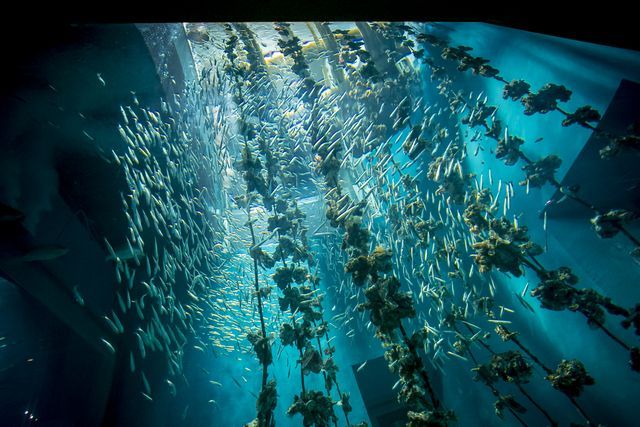みやじマリン宮島水族館 電子前売り入館チケット みやじマリン宮島水族館 電子前売り入館チケット