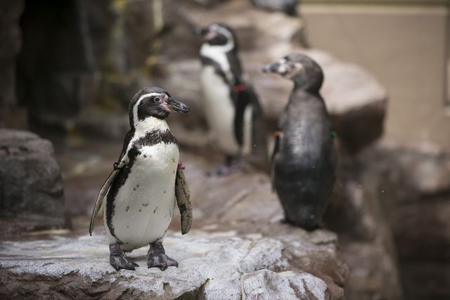 みやじマリン宮島水族館 電子前売り入館チケット みやじマリン宮島水族館 電子前売り入館チケット