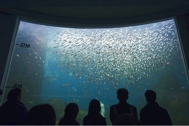 のとじま水族館 入館券 のとじま水族館 入館券