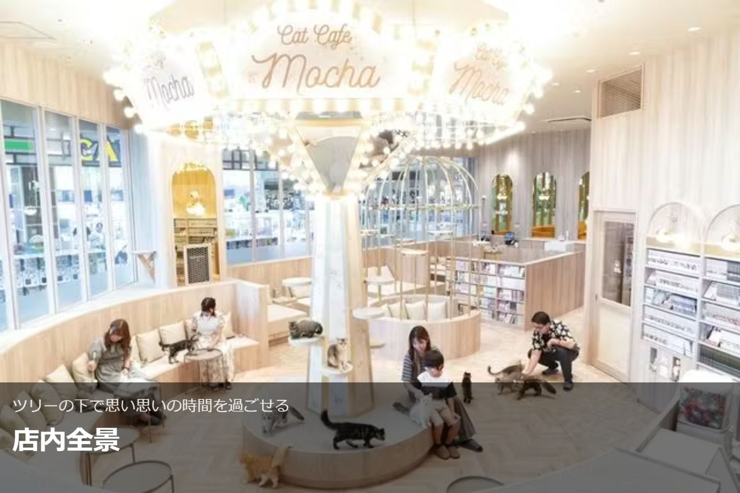 超特割!【20%割引】猫カフェモカ イオンモール羽生 入場チケット(ドリンクバー・猫ちゃん用おやつ) 超特割!【20%割引】猫カフェモカ イオンモール羽生 入場チケット(ドリンクバー・猫ちゃん用おやつ)