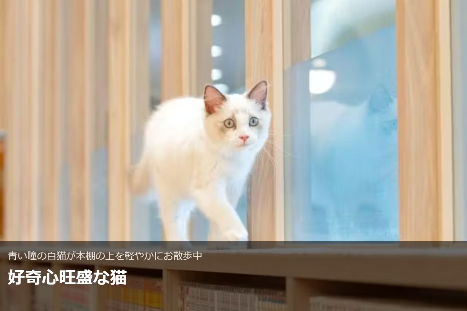 超特割!【20%割引】猫カフェモカ イオンモール羽生 入場チケット(ドリンクバー・猫ちゃん用おやつ) 超特割!【20%割引】猫カフェモカ イオンモール羽生 入場チケット(ドリンクバー・猫ちゃん用おやつ)