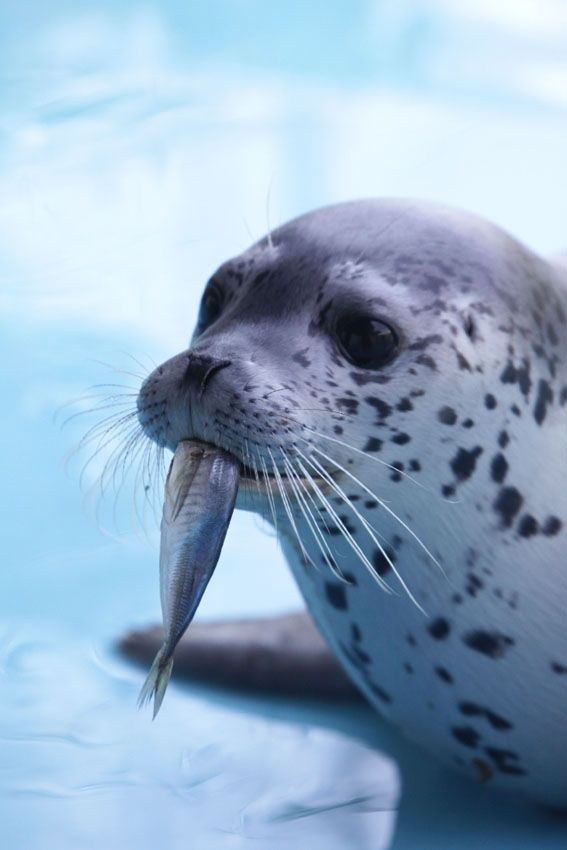 【3/20〜4/5|子供無料】無人島がまるまるリゾート空間!?あわしまマリンパーク入園券(往復乗船料、ショー観覧含む) 【3/20〜4/5|子供無料】無人島がまるまるリゾート空間!?あわしまマリンパーク入園券(往復乗船料、ショー観覧含む)