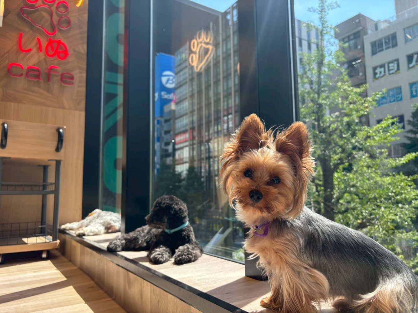 超特割!【30%割引】いぬカフェRio 秋葉原店(ドリンク飲み放題+犬おやつ付き) 超特割!【30%割引】いぬカフェRio 秋葉原店(ドリンク飲み放題+犬おやつ付き)