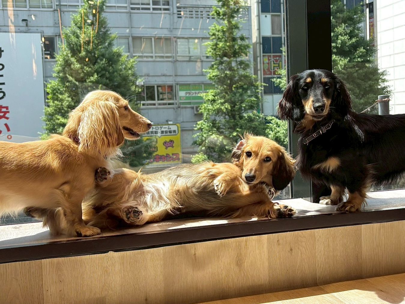 超特割!【30%割引】いぬカフェRio 秋葉原店(ドリンク飲み放題+犬おやつ付き) 超特割!【30%割引】いぬカフェRio 秋葉原店(ドリンク飲み放題+犬おやつ付き)