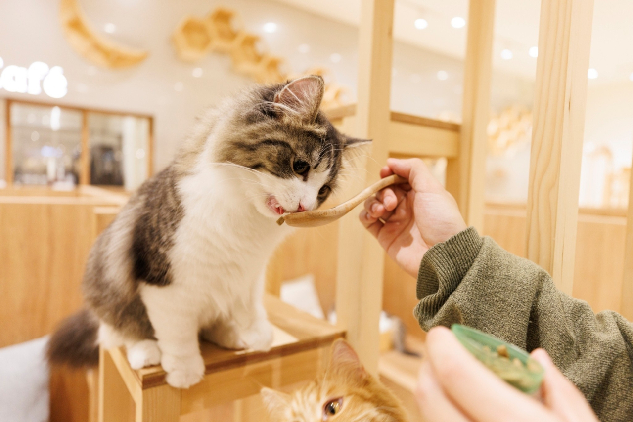 【最大580円OFF】Cat Café MOFF つかしん店(時間無制限+ドリンクバー) 【最大580円OFF】Cat Café MOFF つかしん店(時間無制限+ドリンクバー)