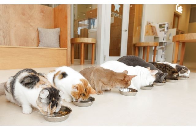 【最大580円OFF】Cat Café MOFF つかしん店(時間無制限+ドリンクバー) 【最大580円OFF】Cat Café MOFF つかしん店(時間無制限+ドリンクバー)