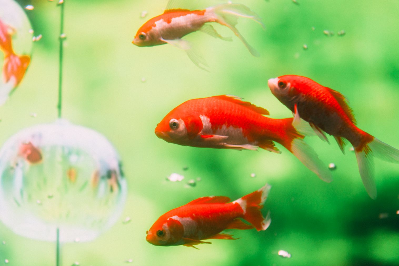 【2026年】沖縄金魚ミュージアム 入場券 【2026年】沖縄金魚ミュージアム 入場券