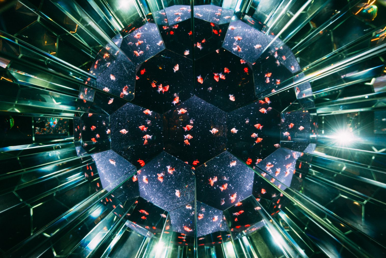 【2026年】沖縄金魚ミュージアム 入場券 【2026年】沖縄金魚ミュージアム 入場券